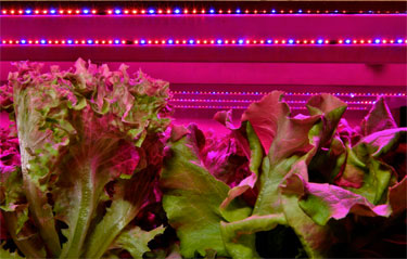 led-farm