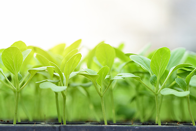 Computar C-Mount and Varioptic Liquid Lenses Being Used for Digital Plant Phenotyping