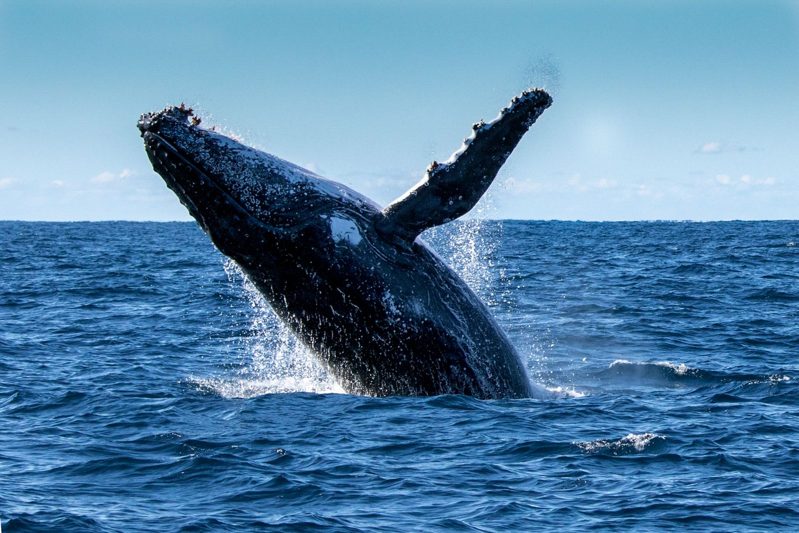 drones help scientists study whales in the wild