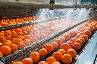 Oranges being watered